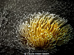 abstract underwater by Claudia Weber-Gebert 